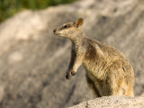 Black-Footed Rock Wallaby (Petrogale Lateralis), Magnetic Island, Queensland, Australia