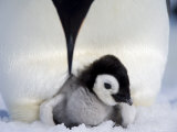 Emperor Penguin Chick (Aptenodytes Forsteri), Snow Hill Island, Weddell Sea, Antarctica