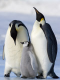Emperor Penguins (Aptenodytes Forsteri) and Chick, Snow Hill Island, Weddell Sea, Antarctica