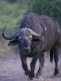 African Buffalo, Syncerus Caffer, Chobe River, Chobe National Park, Botswana, Africa