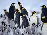 Emperor Penguins (Aptenodytes Forsteri) and Chicks, Snow Hill Island, Weddell Sea, Antarctica