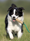 Dog, Border Collie, Lemgo, Germany