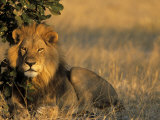 Buy Lion, Panthera Leo, Chobe National Park, Savuti, Botswana, Africa at AllPosters.com