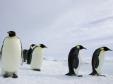 Emperor Penguins (Aptenodytes Forsteri), Snow Hill Island, Weddell Sea, Antarctica, Polar Regions