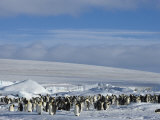 Colony of Emperor Penguins (Aptenodytes Forsteri), Snow Hill Island, Weddell Sea, Antarctica