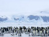 Colony of Emperor Penguins (Aptenodytes Forsteri), Snow Hill Island, Weddell Sea, Antarctica