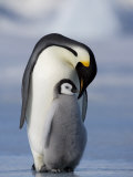 Emperor Penguin (Aptenodytes Forsteri) and Chick, Snow Hill Island, Weddell Sea, Antarctica