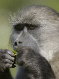 Cape Baboon (Papio Cynocephalus), Cape of Good Hope National Park, South Africa, Africa