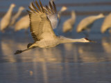 Sandhill Crane (Grus Canadensis), Bosque Del Apache, Socorro, New Mexico, USA