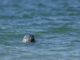 Gray Seal (Grey Seal), Halichoerus Grypus, Heligoland, Germany