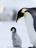 Emperor Penguin (Aptenodytes Forsteri) and Chick, Snow Hill Island, Weddell Sea, Antarctica