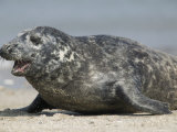 Gray Seal (Halichoerus Grypu), Heligoland, Germany