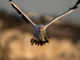 Cape Gannet (Morus Capensis), Lambert' S Bay, West Coast, South Africa, Africa