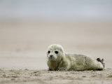 Harbor Seal Cub, Phoca Vitulina, Heligoland, Germany