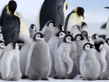 Colony of Emperor Penguins and Chicks, Snow Hill Island, Weddell Sea, Antarctica