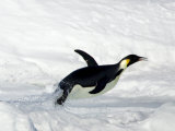 Emperor Penguin (Aptenodytes Forsteri), Snow Hill Island, Weddell Sea, Antarctica, Polar Regions