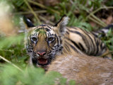 Indian Tiger, Cub at the Samba Deer Kill, Bandhavgarh National Park, India