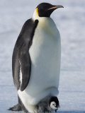 Emperor Penguin (Aptenodytes Forsteri) and Chick, Snow Hill Island, Weddell Sea, Antarctica