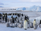 Buy Colony of Emperor Penguins (Aptenodytes Forsteri), Snow Hill Island, Weddell Sea, Antarctica at AllPosters.com