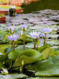 Wilhelma Zoo and Botanical Gardens, Stuttgart, Baden Wurttemberg, Germany