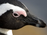 Jackass Penguin (African Penguin) (Spheniscus Demersus), Cape Town, South Africa, Africa