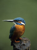 Buy Kingfisher, (Alcedo Atthis), Nrw, Bielefeld, Germany at AllPosters.com
