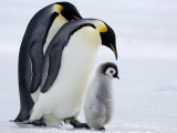 Emperor Penguins (Aptenodytes Forsteri) and Chick, Snow Hill Island, Weddell Sea, Antarctica
