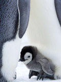 Emperor Penguin Chick (Aptenodytes Forsteri), Snow Hill Island, Weddell Sea, Antarctica