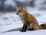 Red Fox, Vulpes Vulpes, Churchill, Manitoba, Canada