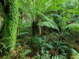 Rainforest, Otway National Park, Victoria, Australia