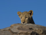 Young Leopard (Panthera Pardus), Namibia, Africa