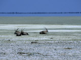 Oryx, Gemsbok, Oryx Gazella, Etosha National Park, Namibia, Africa