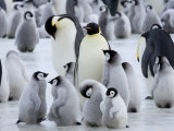 Buy Colony of Emperor Penguins and Chicks, Snow Hill Island, Weddell Sea, Antarctica at AllPosters.com