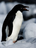 Adelie Penguins (Pygoscelis Adeliae), Browns Bluff, Weddell Sea, Antarctic Peninsula