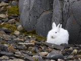 Snow Hare, Lepus Americanus, Churchill, Manitoba, Canada