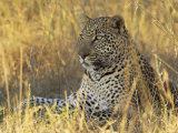 Buy Leopard (Panthera Pardus), Masai Mara National Reserve, Kenya, East Africa, Africa at AllPosters.com