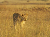 Lioness (Panthera Leo) Walking Through Tall Grass, Masai Mara National Reserve, Kenya