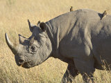 Black Rhinoceros or Hook-Lipped Rhinoceros with Yellow-Billed Oxpecker, Kenya, Africa