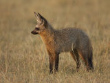 Bat-Eared Fox Standing in Early Morning Light, Masai Mara National Reserve, Kenya