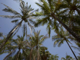 Buy Palm Trees at Kata, Phuket, Thailand, Southeast Asia at AllPosters.com