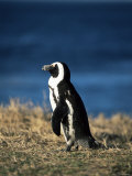 African Penguin at Boulder Beach in Simon's Town, Near Cape Town, South Africa, Africa