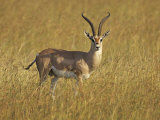 Male Grant's Gazelle (Gazella Granti), Masai Mara National Reserve, Kenya, East Africa, Africa