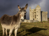 A Donkey Grazes in Front 17th Century Monea Castle, County Fermanagh, Ulster, Northern Ireland