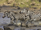 Common Zebra or Burchell's Zebra Crossing Mara River, Masai Mara National Reserve, Kenya, Africa