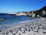 African Penguins at Boulder Beach in Simon's Town, Near Cape Town, South Africa, Africa