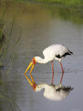 Yellow-Billed Stork (Mycteria Ibis) Fishing, with Reflection, Masai Mara National Reserve, Kenya