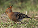 African Hoopoe (Upupa Africana), Pilanesberg National Park, South Africa, Africa