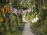 Path and Prayer Flags, Mcleod Ganj, Dharamsala, Himachal Pradesh State, India