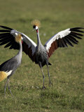 Grey Crowned Crane Dancing Next to Its Mate with Its Feet off the Ground and Wings Spread