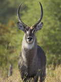 Male Common Waterbuck, or Ellipsen Waterbuck,, Encompassing the Former Kruger National Park